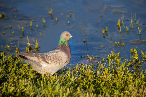 Rock dove drinking Poster Print - Larry Ditto