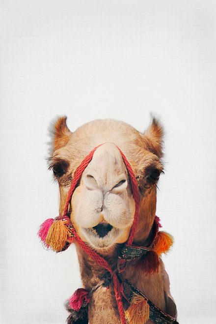 Camel Poster Print - and Seb Sisi