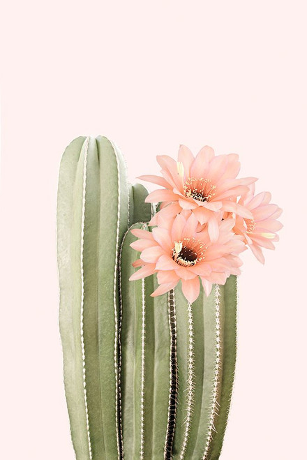 Cactus Flowers Poster Print - and Seb Sisi