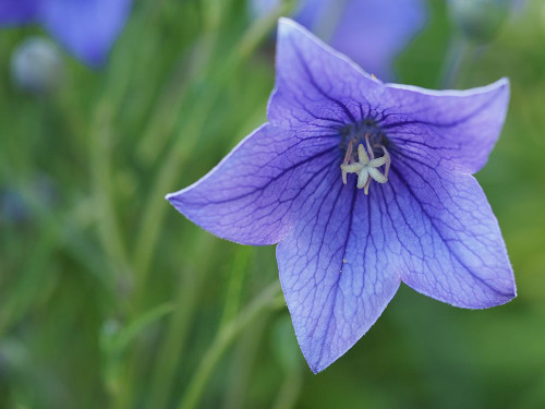 Balloon Flower Poster Print - Suzanne Bonin