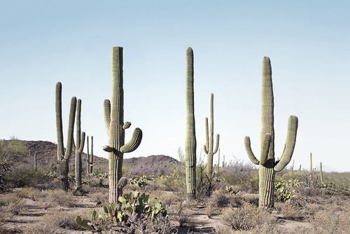 Cactus Land Poster Print - and Seb Sisi