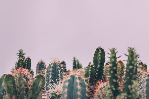 Cactus Garden Poster Print - and Seb Sisi