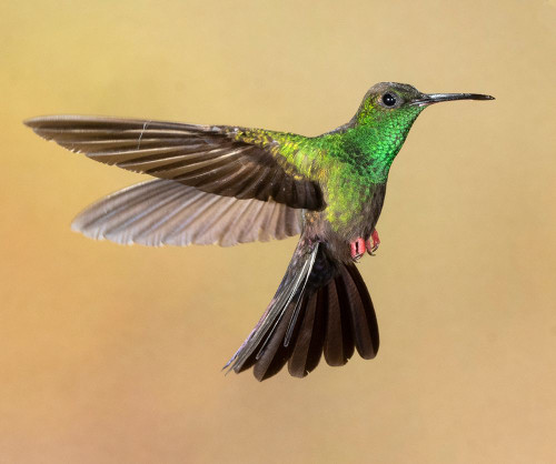 Bronze-tailed plumeleteer flying- Costa Rica- Central America Poster Print - Joe and McDonald