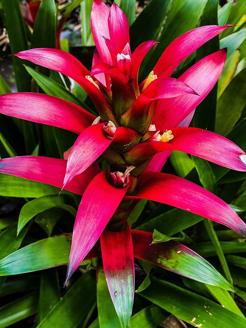 Botanical Bromeliad Poster Print - Melissa Nebula