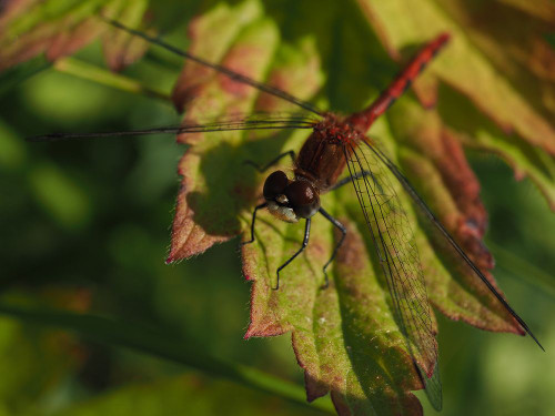 White Faced Meadowhawk Poster Print - Suzanne Bonin