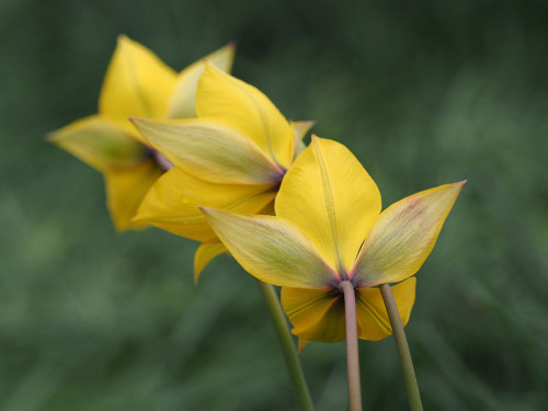 Spring Forward Poster Print - Suzanne Bonin