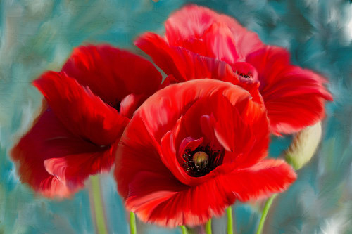 Poppies Blue Poster Print - Kimberly Allen