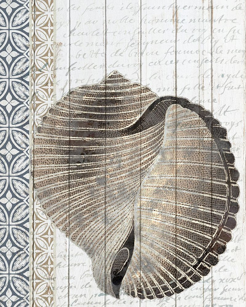 Shells 1 Poster Print - Kimberly Allen