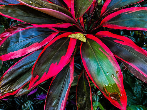 Shady Ti Tree Poster Print - Melissa Nebula