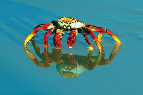 Full-frame of a sally-lightfoot crab with reflection. Poster Print - Janet Muir