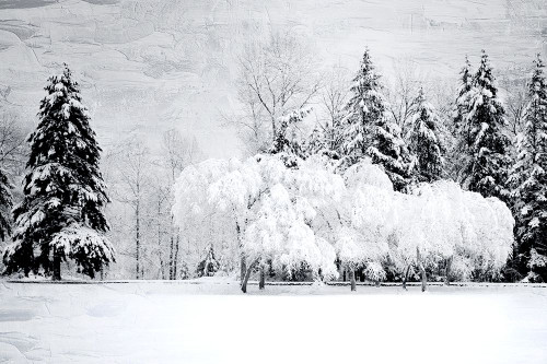 Winter Snow Poster Print - Kimberly Allen