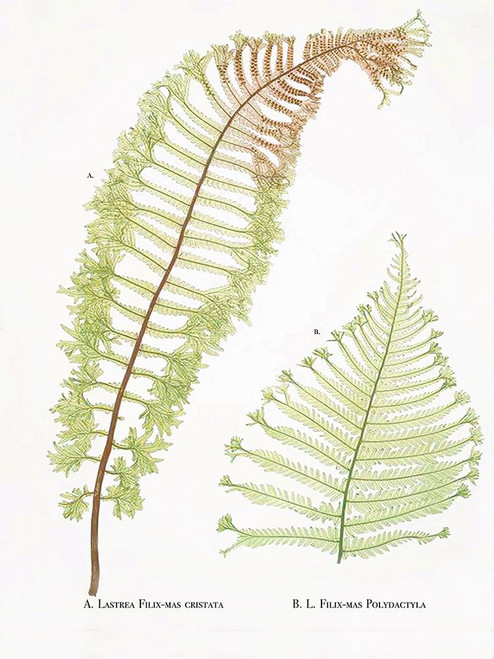 2 Green Ferns Lastrea Poster Print - GST
