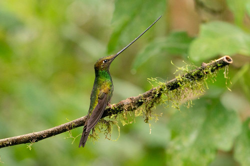 Ecuador-Guango. Swordbill hummingbird close-up. Poster Print - Gallery Jaynes
