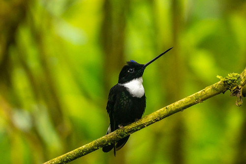 Ecuador-Guango. Collared Inca hummingbird close-up. Poster Print - Gallery Jaynes
