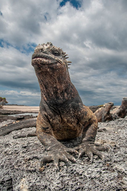 Ugly marine iguana on Fernandina Island was the model for the Godzilla movies. Wide angle view. Poster Print - Betty Sederquist