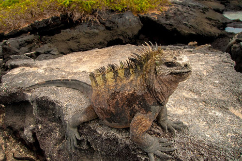 Ugly marine iguana on Fernandina Island was the model for the Godzilla movies. Poster Print - Betty Sederquist