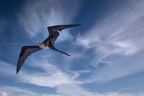 Bird soars above a ship in the Galapagos. Poster Print - Betty Sederquist
