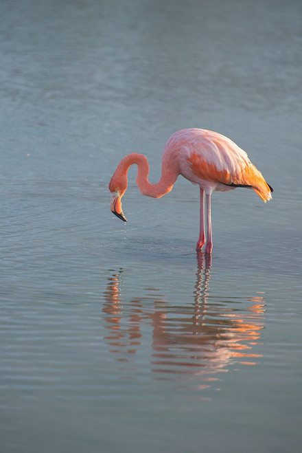 Flamingo looking for food in an estuary in the Galapagos Islands. Poster Print - Betty Sederquist