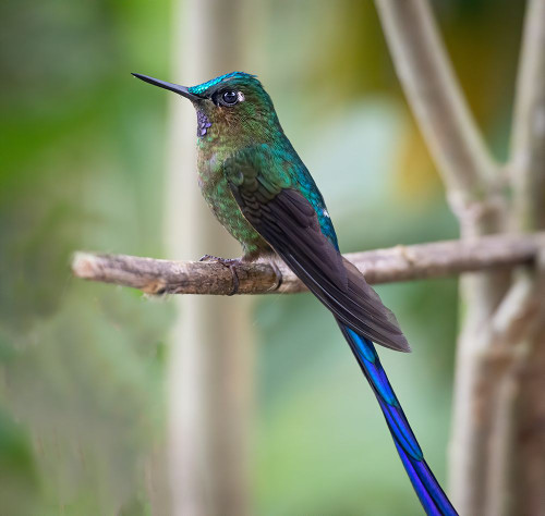 The long tailed sylph a showy Cloud Forest hummingbird. Poster Print - Betty Sederquist