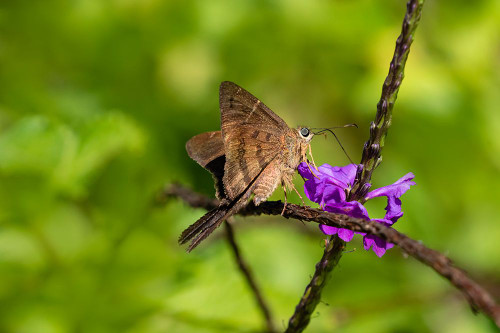Teleus longtail butterfly nectaring in flower garden Poster Print - Larry Ditto