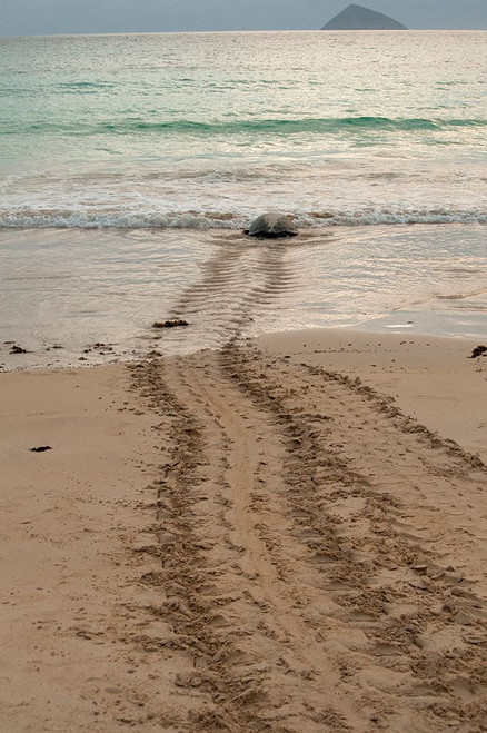 After laying its eggs on a Galapagos beach- this sea turtle returning to the ocean. Poster Print - Betty Sederquist