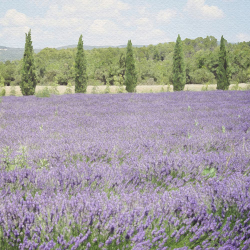 Lavender Field 6 Poster Print - Riley B