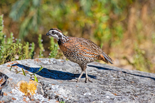 Northern bobwhite male on rock Poster Print - Larry Ditto