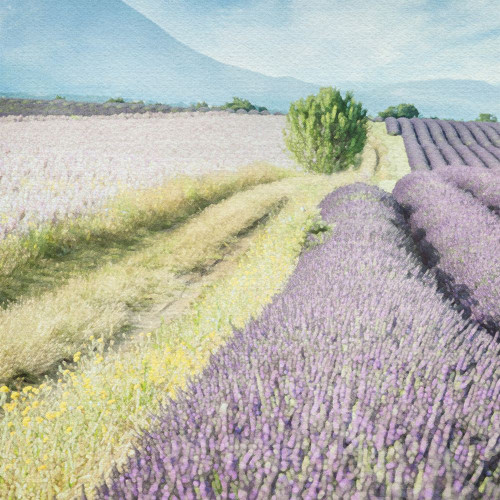 Lavender Field 2 Poster Print - Riley B
