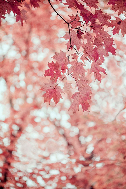 Pink and Coral Maple Leaves Poster Print - Brooke T. Ryan