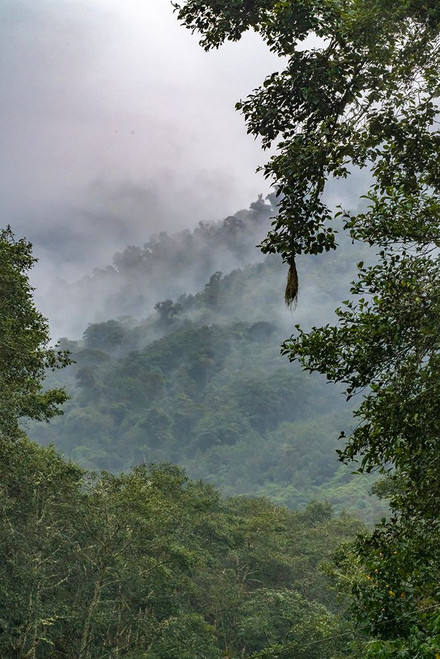Ecuador-Guango. Cloud in jungle landscape. Poster Print - Gallery Jaynes