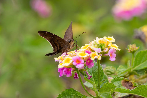 Brown longtail nectaring at lantana blooms Poster Print - Larry Ditto