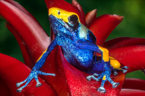 Close-up of poison dart frog on plant. Poster Print - Gallery Jaynes