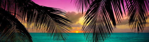 Sun Palms Poster Print - Jack Reed