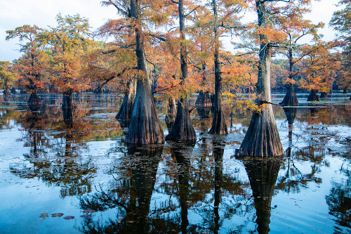 Bald cypress in fall color Poster Print - Larry Ditto