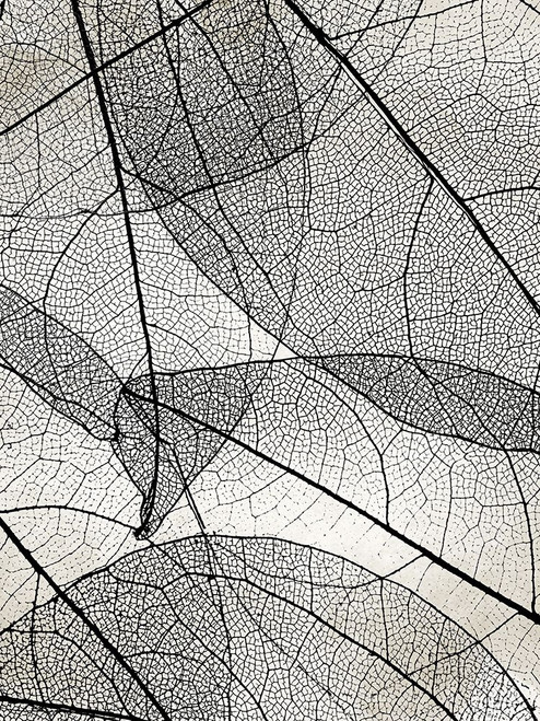 Transparent 1 Poster Print - Kimberly Allen