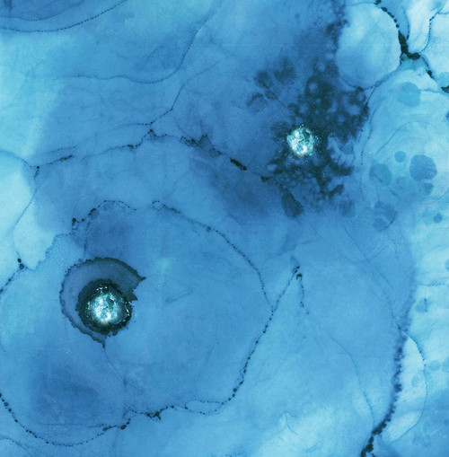 Blooms-BL3 Poster Print - Melissa Renee