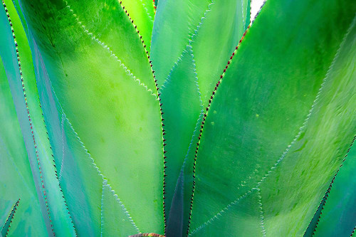 Close-up of vibrant agave leaves Poster Print - Janet Muir