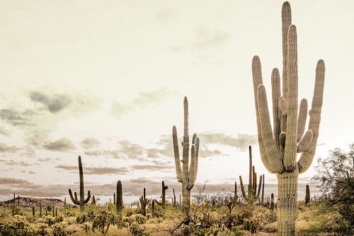 Desert Poster Print - Kimberly Allen