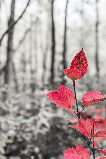 Sycamore branch in forest setting. Poster Print - Janet Muir