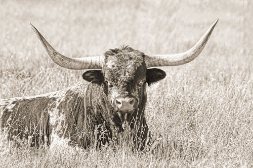 Longhorn Bull Sepia Poster Print - Jennie Marie Schell
