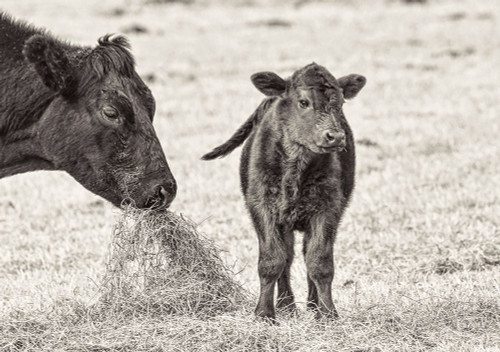 Cow and Calf Sepia Poster Print - Jennie Marie Schell