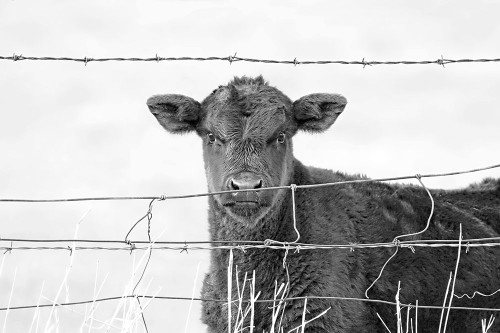 Calf Gaze Black And White Poster Print - Jennie Marie Schell
