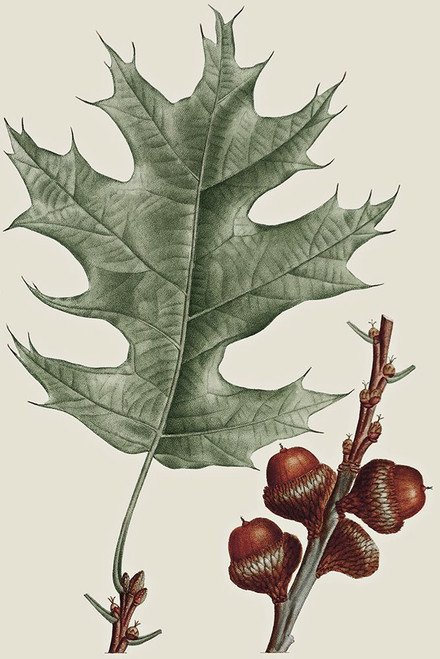 Black Oak Poster Print - GST