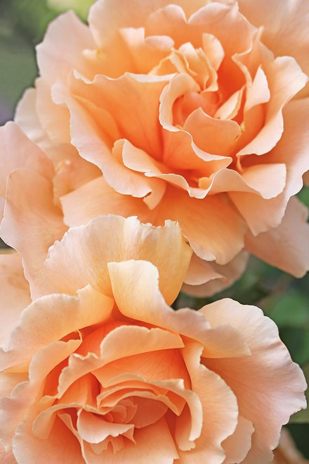 Rose Orange 7 Poster Print - Jennie Marie Schell