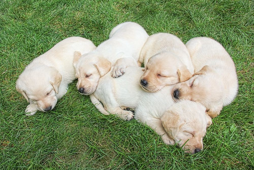 Dog Lab Puppies Poster Print - Jennie Marie Schell