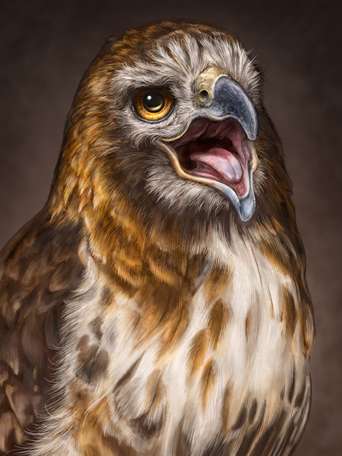 Red Tailed Hawk Poster Print - Patrick LaMontagne