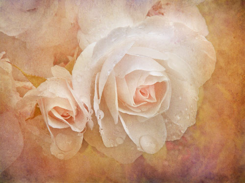 Rose Orange 4 Poster Print - Jennie Marie Schell