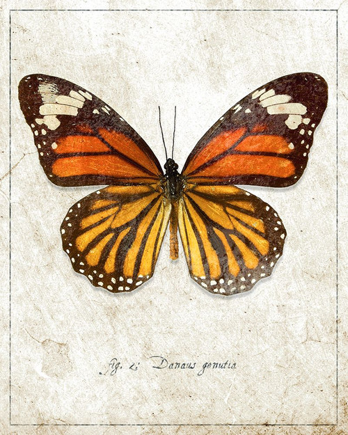 Common Tiger Butterfly Poster Print - ArtLab GI