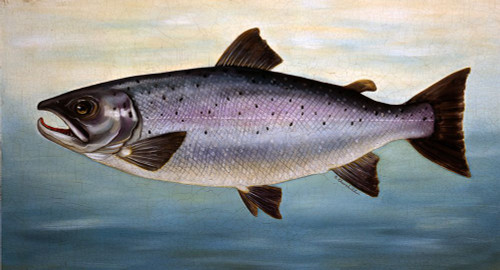 Atlantic Salmon Poster Print - Alexandra Churchill