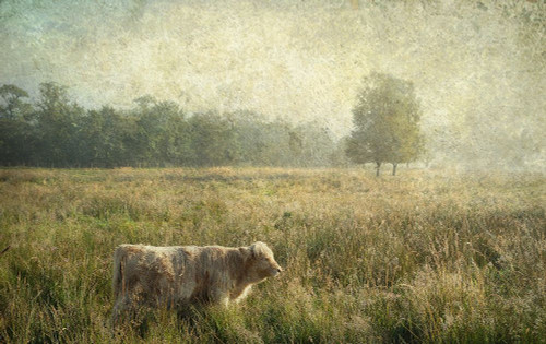 Little Highlander Poster Print - Rainbow Fine Jenny